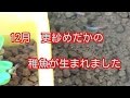 12月 更紗めだか産卵 孵化し稚魚が生まれました 加温中 紅白メダカ Japanese Rice Fish (Organism Classification)
