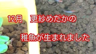 12月 更紗めだか産卵 孵化し稚魚が生まれました 加温中 紅白メダカ Japanese Rice Fish (Organism Classification)