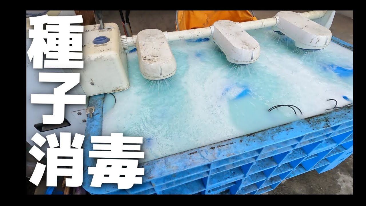 種子消毒が始まりました。