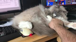 Ragdoll cat takes up my whole oversized mousepad