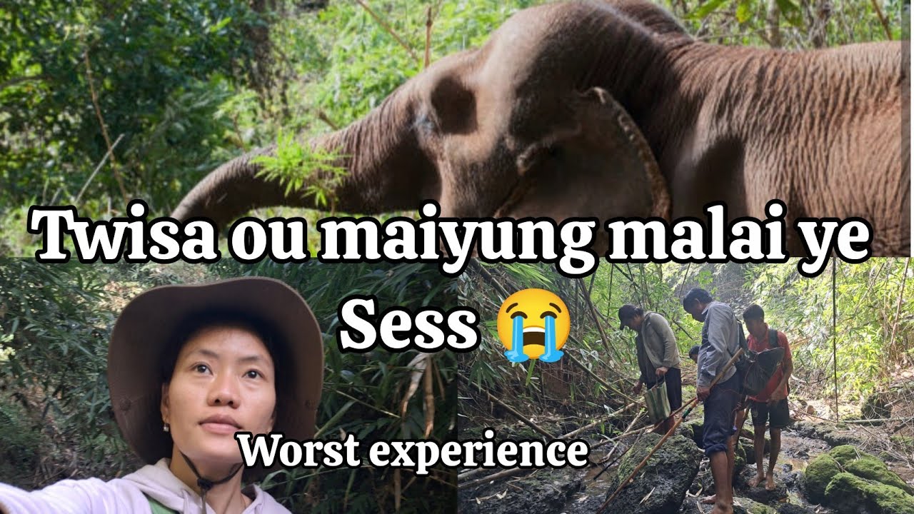 Twisa ou Ahthu🦐 rom ni thang mo se maiyong ktung malai mi heart attack ongnai ha || Wild Elephant ||