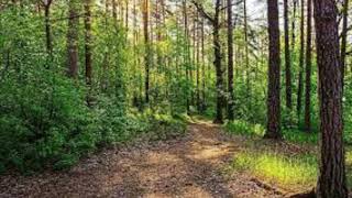 Ağaci Kiskanirim Şarkisi Ve Bi̇r Öğretmeni̇n Serzeni̇şi̇