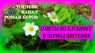 Это надо сделать с КЛУБНИКОЙ в период цветения, чтобы не потерять урожай летом. Защита и подкормка.