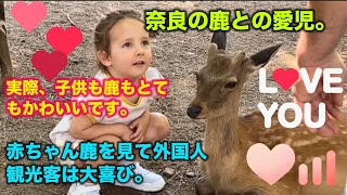 外国人観光客に大人気♡可愛いBaby初めて の水の中に入る奈良公園 | Nara Deer In Japan | Nara deer vlog | top tourist attraction