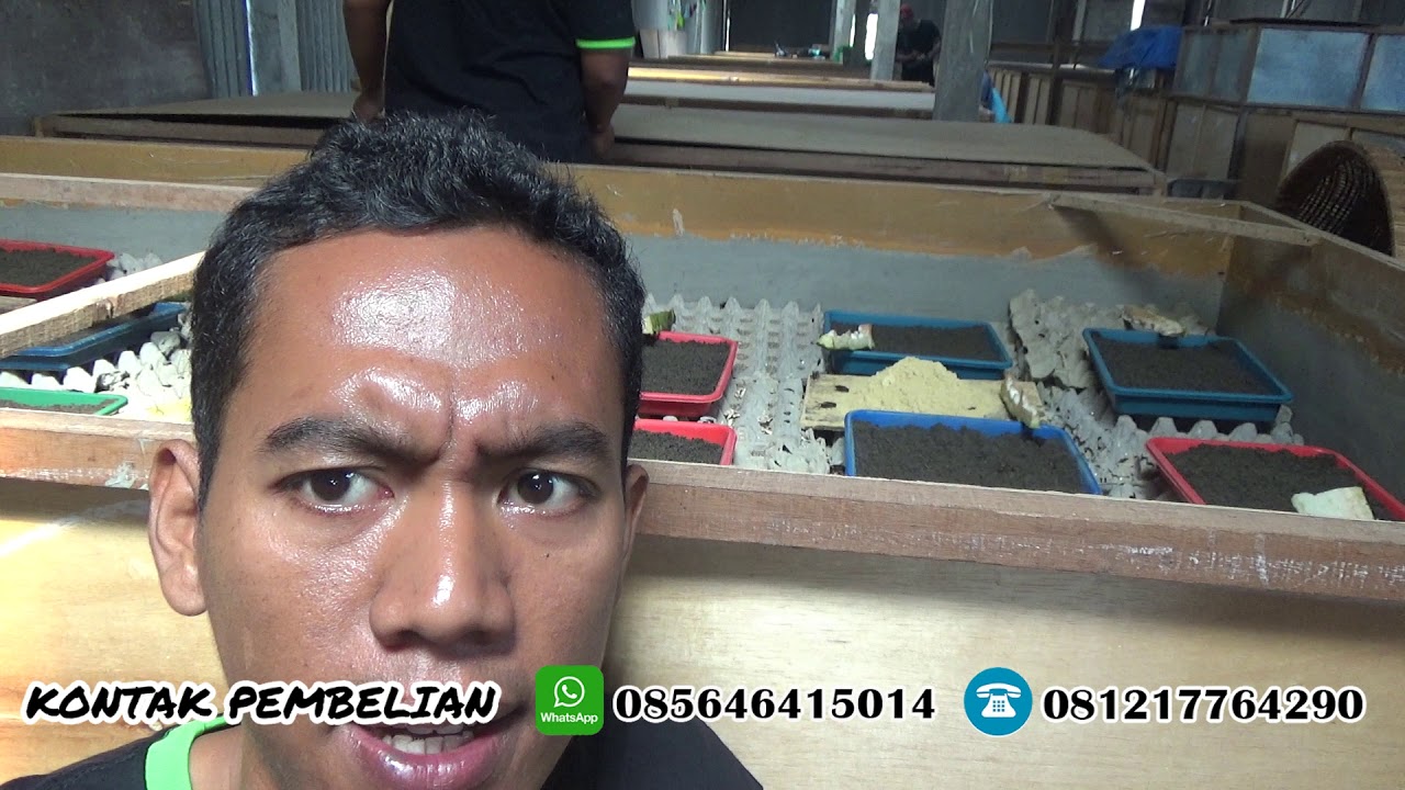 cara ternak jangkrik cara menjaring jangkrik bertelur 