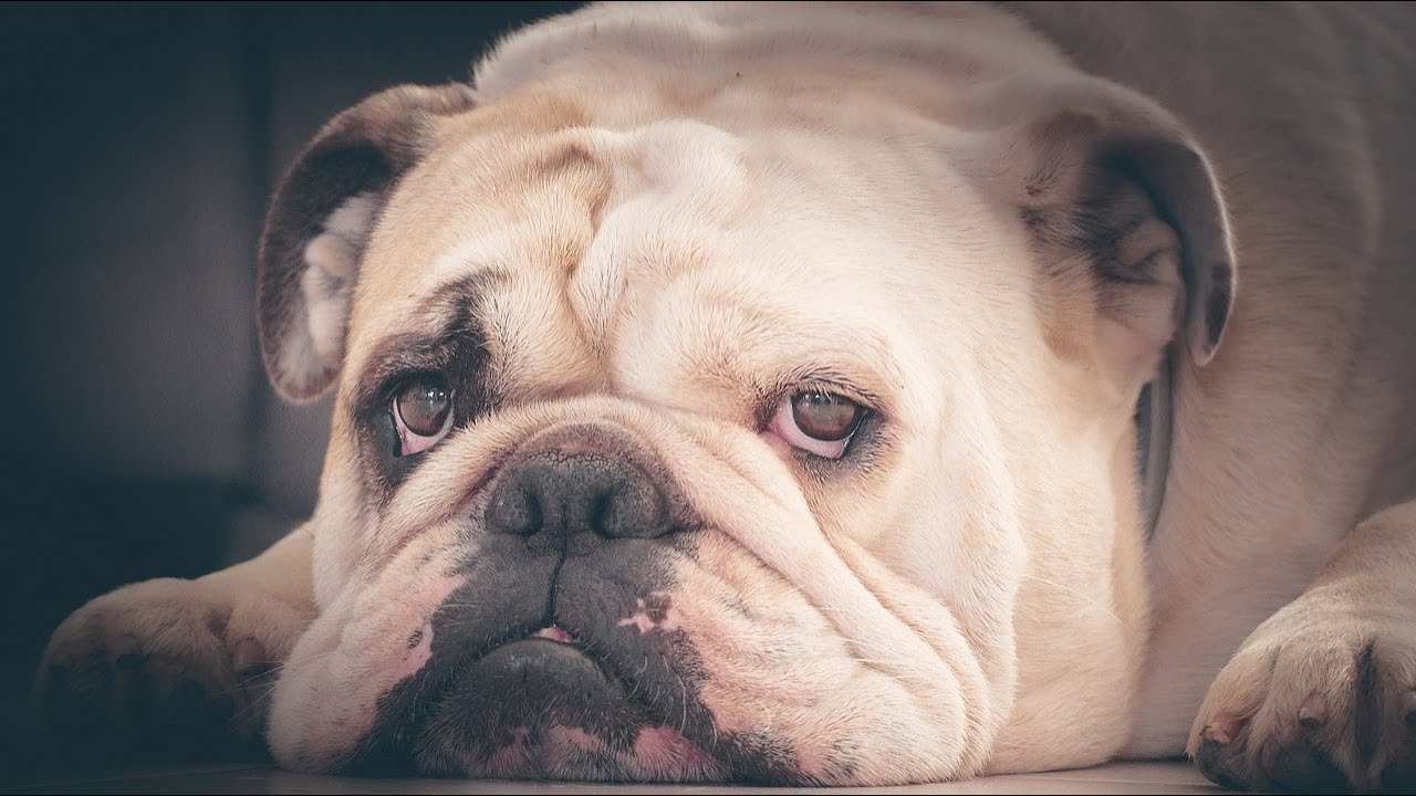 How Much Are English Bulldogs YouTube how-much-are-english-bulldogs-youtube