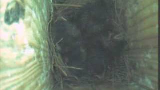 KY-cces-20090616.mp4