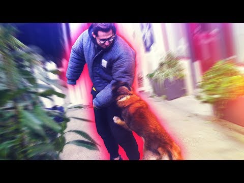 ОЛЕГА ПОКУСАЛА СОБАКА! ПАРИЖ / FAR CRY 5! LAMBORGHINI ПРОТИВ FERRARI / МОНА ЛИЗА / VLOG