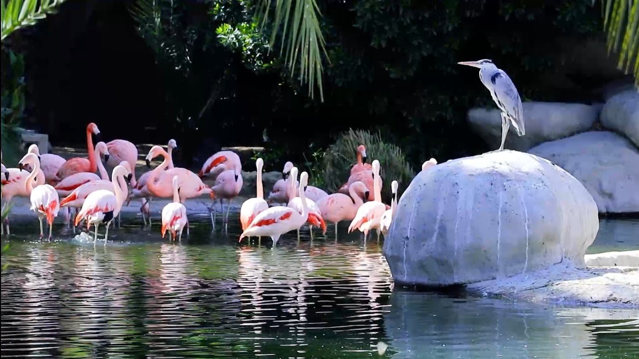 Al Ain Zoo حديقة حيوانات العين