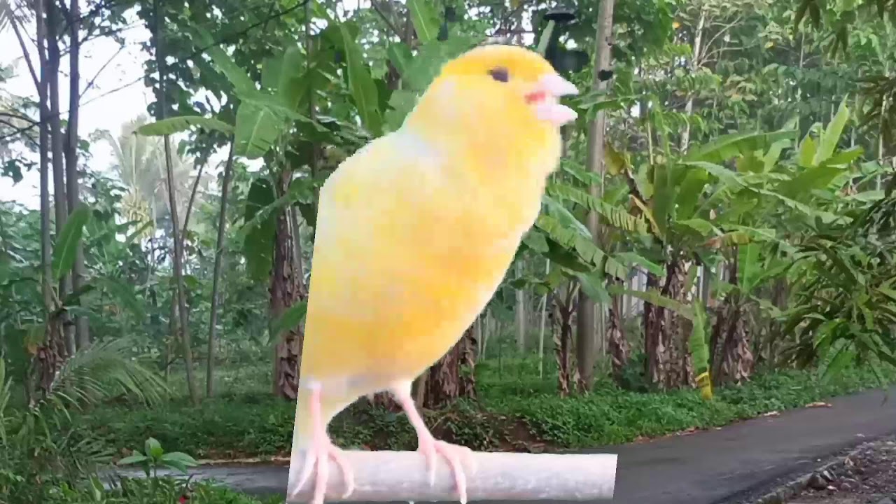 canary bird sound lure