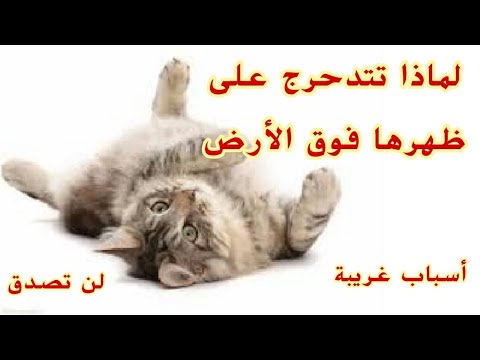 أسباب تدحرج القطط على ظهرها فوق الأرض