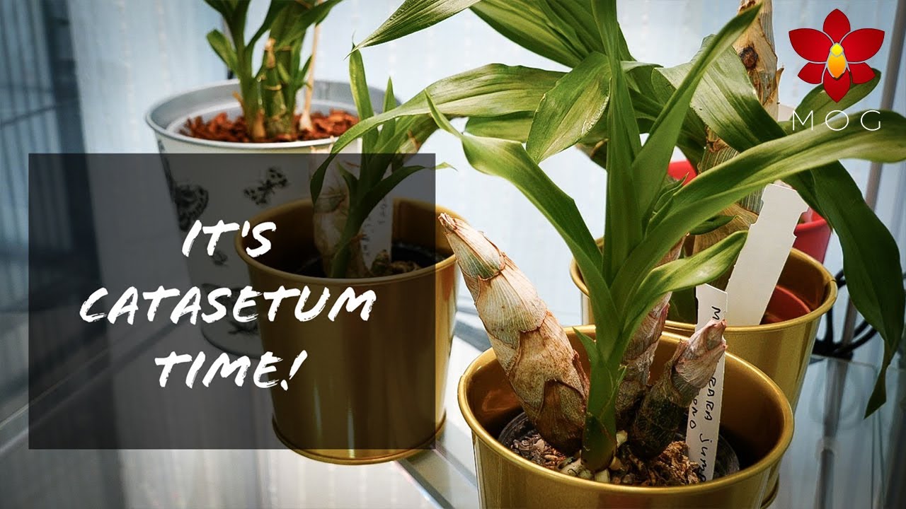 Time to wake up the Catasetum Orchids! + the glass tower! 😳 