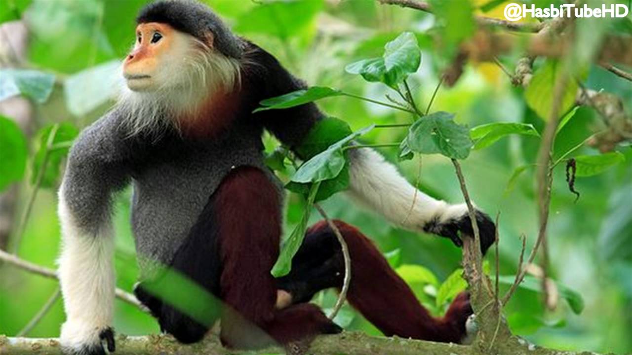 54 Koleksi Gambar Hewan Monyet Hitam HD Terbaik