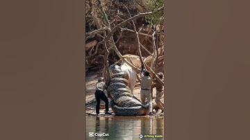 We are trying to save a giraffe that was swallowed by a giant python