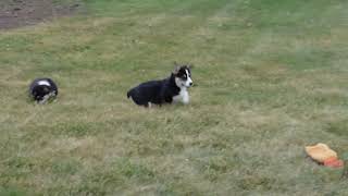 Pembroke Welsh Corgi Puppies For Sale
