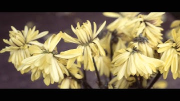 Panasonic GH3 Color Grade Test