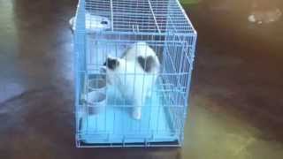 Picture Idea: Metal Dog Crate Pan