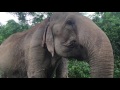 🐘 75-Year Old Rescued Elephant is Happier than EVER - Elephant Nature Park, Chiang Mai, Thailand