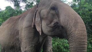 🐘 75-Year Old Rescued Elephant is Happier than EVER - Elephant Nature Park, Chiang Mai, Thailand