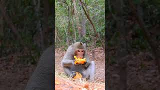 The monkey is need mango | Cute Baby monkey SR by Monkey-Animals2024 83 views 4 weeks ago 1 minute, 24 seconds