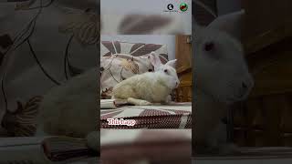 Kip's recovery #brg #rabbit #adoption #bunny #foster #cutebunny #rescueupdate