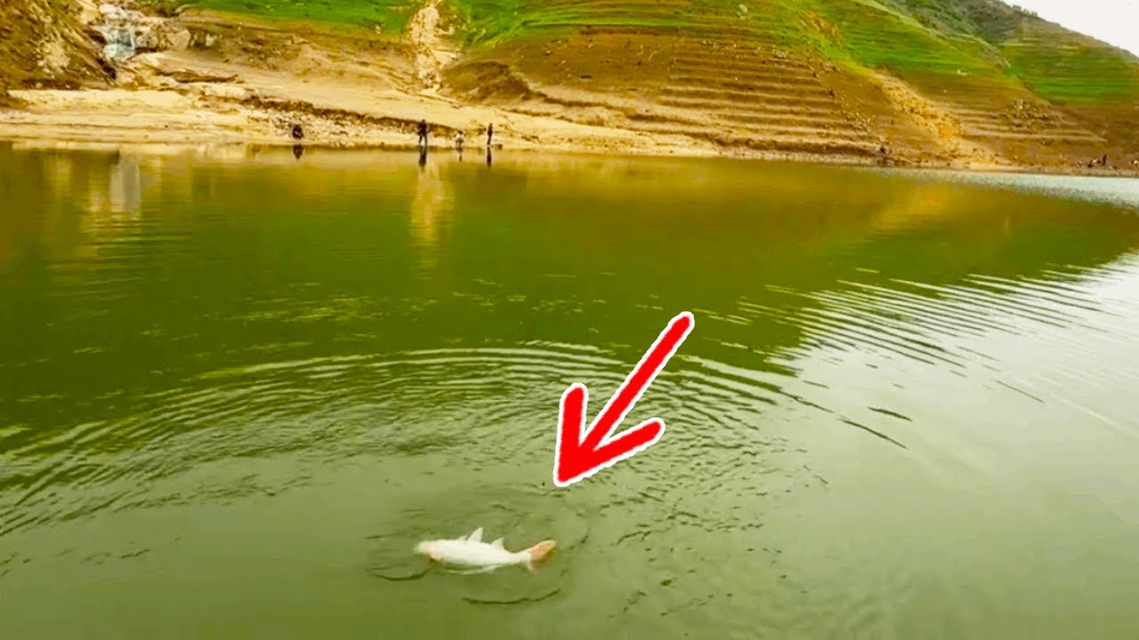 我回來了！雲南的鰱鱅這麼暴躁，是對我的歡迎儀式嗎?【野釣長空】#釣魚