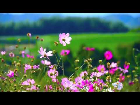 الروح والريحان في أخلاق حامل القرآن شعر علي بن سعد الغامدي إنشاد عبدالله المهداوي