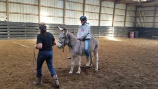 Shaggy Burro First Ride