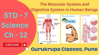 STD 7_Ch-12. The Muscular System and Digestive System in Human Beings