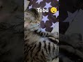 ❤️😸Cute toby sleeping 💤😴#shorts #ytshorts #cat # shortsviral #sleep #lovesong