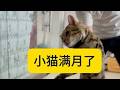 小猫满月啦 #猫咪 #豹猫 #撸猫第一视角