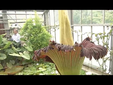 Video: Wie Heißt Die Größte Blume Der Welt