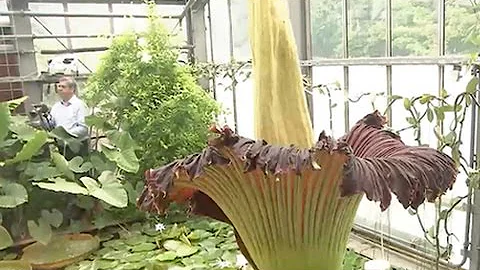 Welche Blume ist die größte auf der Welt?