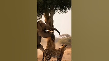 An elephant that can climb a tree 🐘🌳🐆 #shortsvideo #elephant #wildliferescue