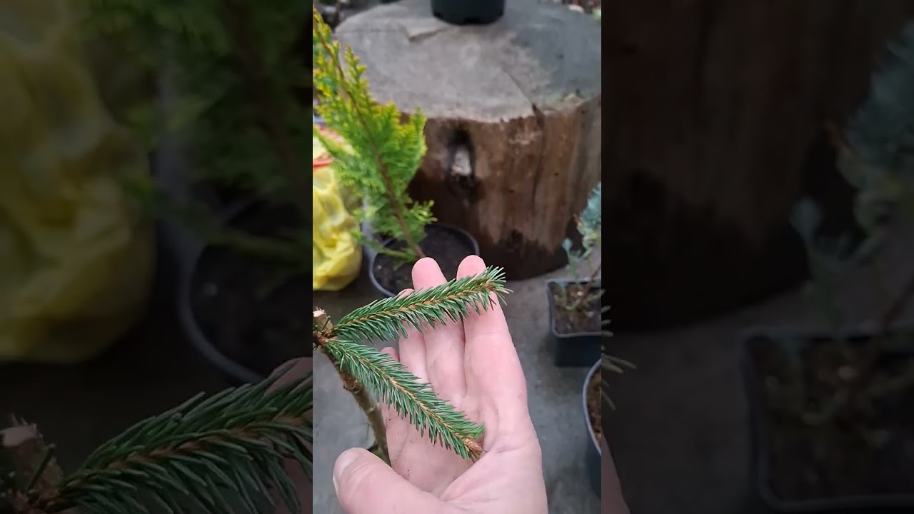 Розпаковка рослин від