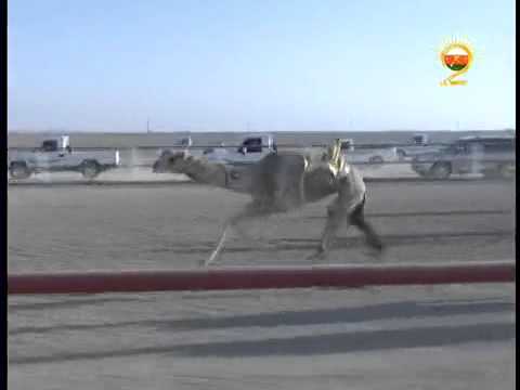 ش5 اليذاع الشاهينيه لمنصور بن هلال الحبسي