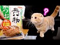 初めてカツオ節を食べる短足マンチカンの猫が豹変した...