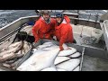 First Set of Fall Halibut - Longlining Halibut in Alaska