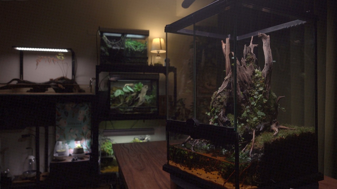 Goodbye, Wires! Wireless Waterfall Rainforest Paludarium - YouTube