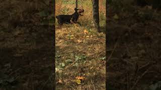 Terrieri Ne Pem Te Ndjek Macen