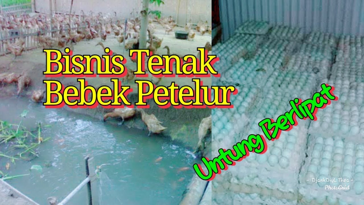 Cara Budidaya Bebek Petelur 