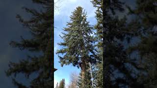 Limbing a Pine