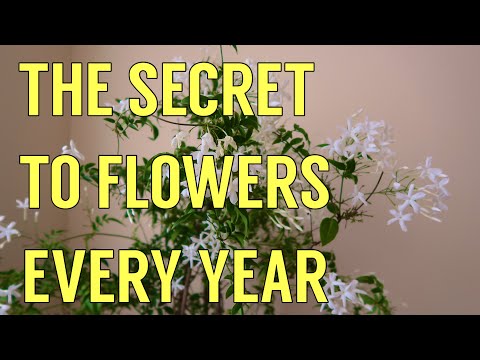 Video: Why Indoor Jasmine Does Not Bloom