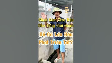 Nuôi cá chuối hoa: Cho ăn cám size nào cho từng giai đoạn để cá lớn đều, phát triển tốt? #fish #koi