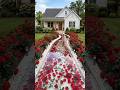 Turning a simple lawn path into a stunning rose garden walkway #shorts  #edit #rose #wig