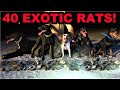 Annihilating an EXOTIC Rat Species!