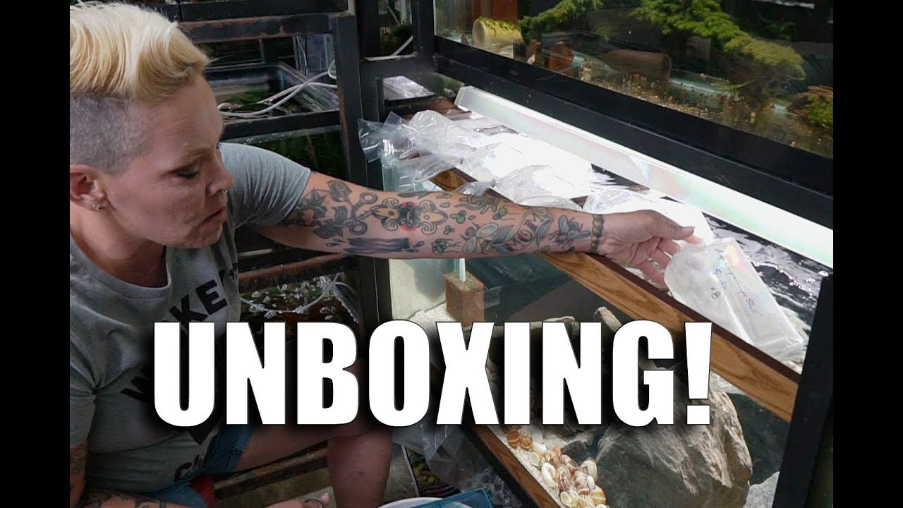 aquascaping plants Getting my NEW fish in the MAIL! Unboxing and Acclimating