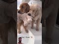 One month Vs 1 year Golden retriever transformation #puppy #pets #newfie #puppygram #minipuppy #best