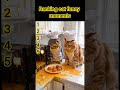 Ranking cats funny moments #viral #short #shortvideo #youtubeshorts #trending #funny