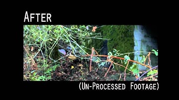 Clean Plate/ Removal Test - (Mocha Pro)